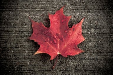 Maple Leaf